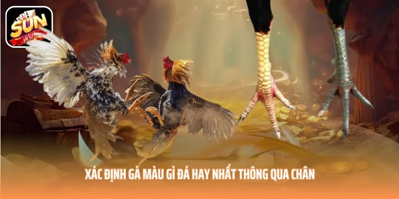 Xác định gà màu gì đá hay nhất thông qua chân Xác định gà màu gì đá hay nhất thông qua chân