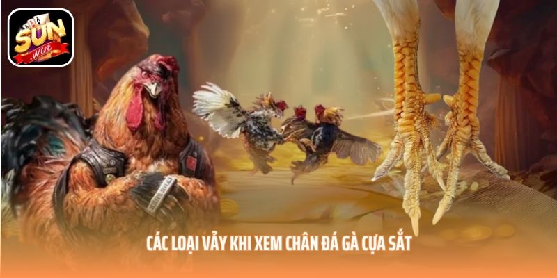 Các loại vảy khi xem chân đá gà cựa sắt