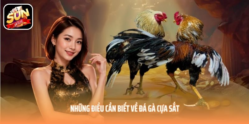 Những điều cần biết về đá gà cựa sắt